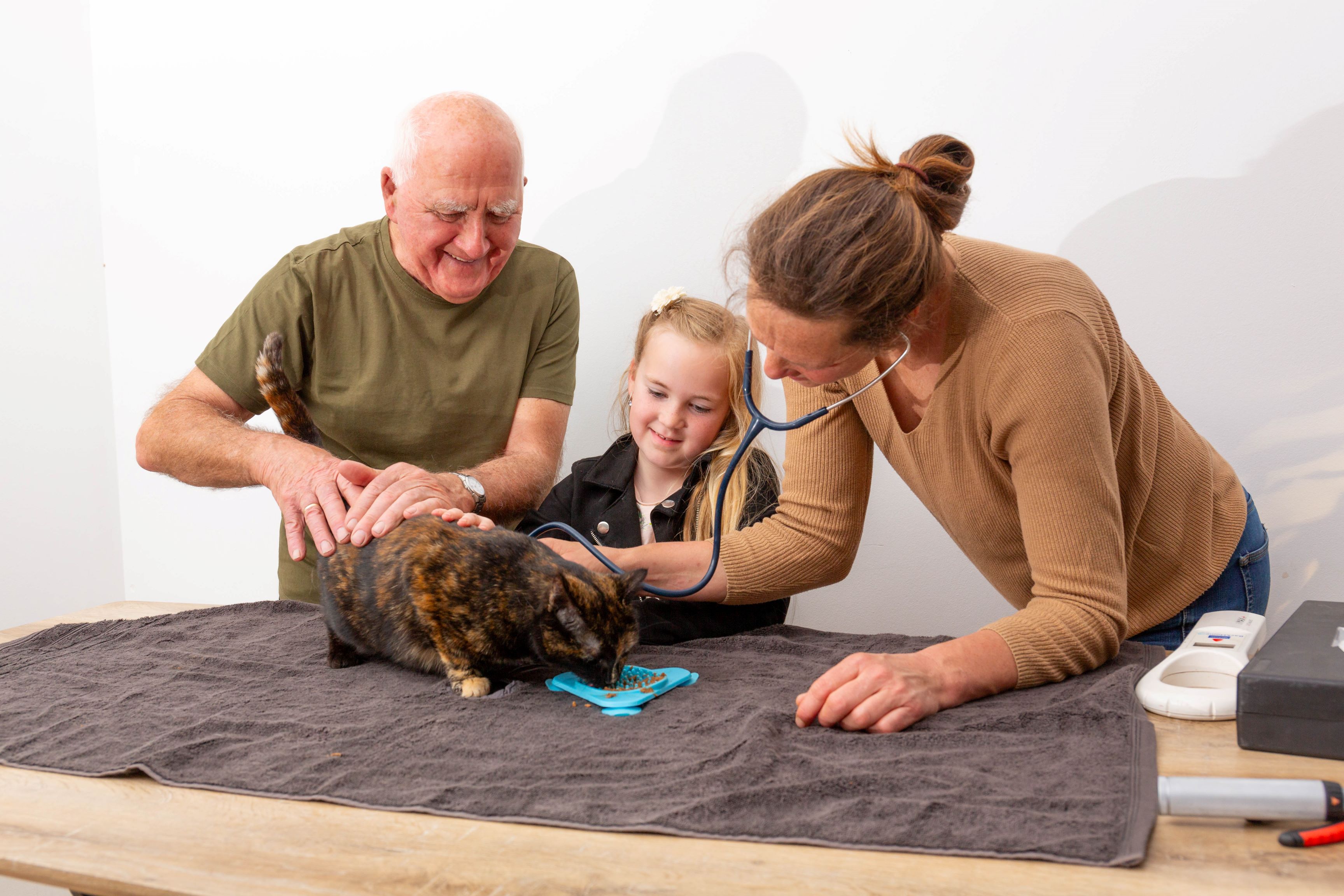 De Regio Dierenarts kat behandelen